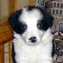 Trixie was adopted in March, 2005